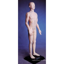 Modelo de la acupuntura del cuerpo humano